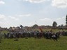 2010_Grunwald (8)